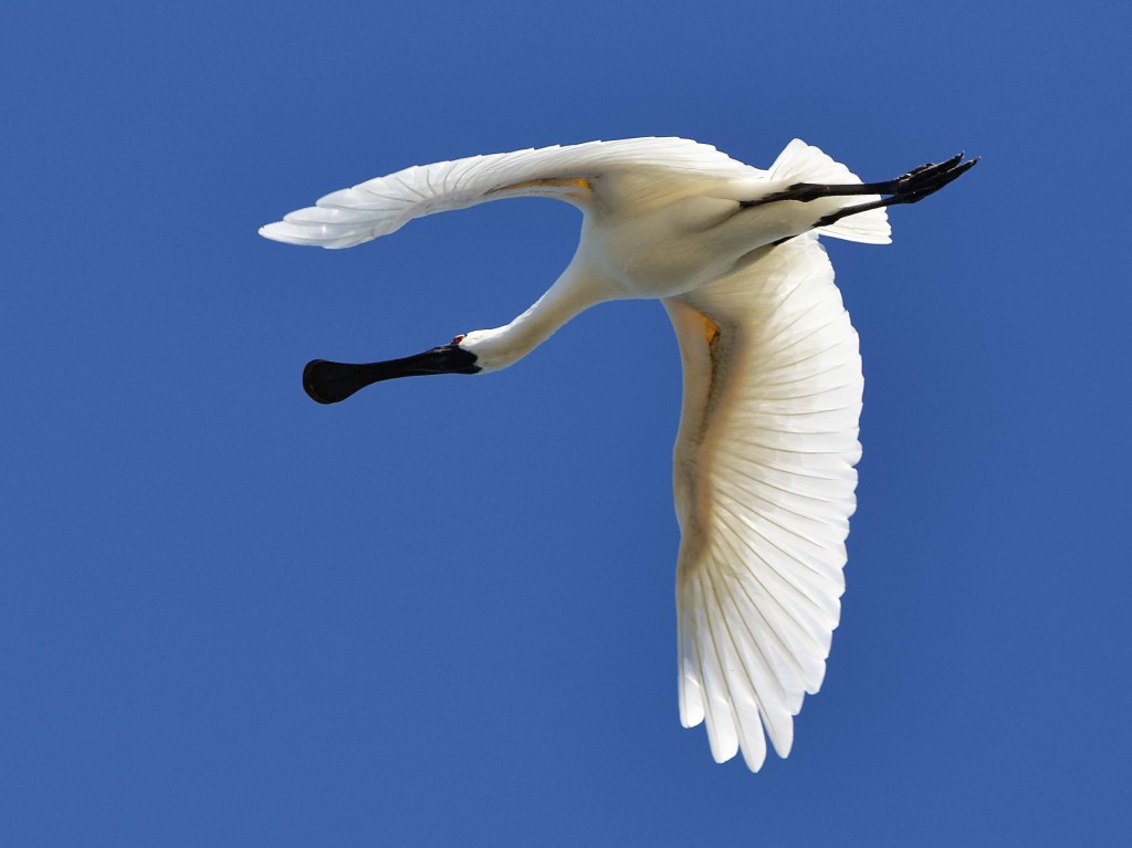 Royal Spoonbill in flight underside Mallacoota John Hutchison 