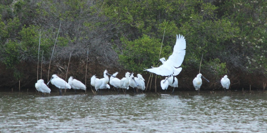 Royal Spoonbills Mallacoota Janine Duffy