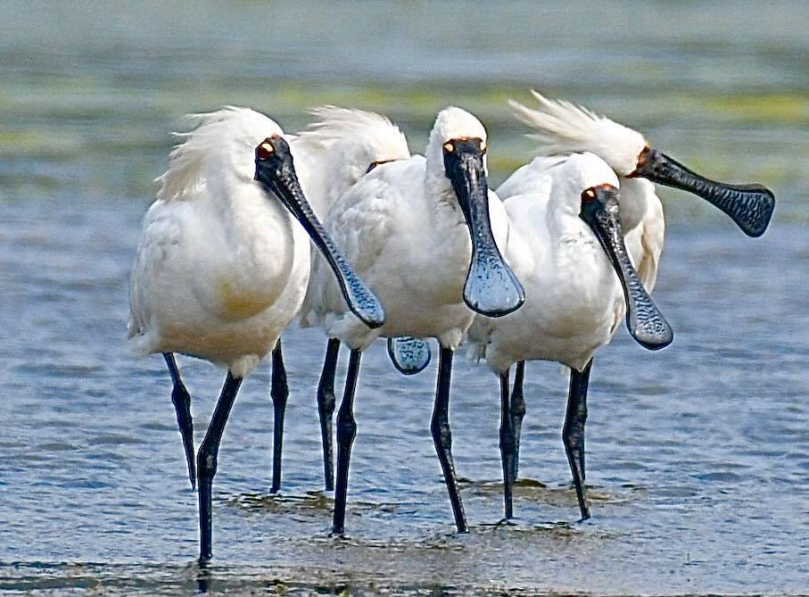 Royal Spoonbills East Gippsland, by Rob Clay