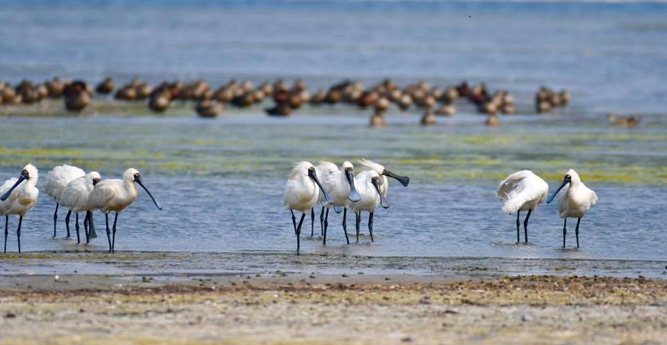Royal Spoonbill flock East Gippsland, Rob Clay
