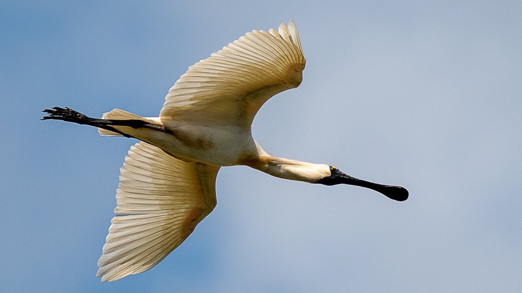 Royal Spoonbill flying East Gippsland, Rob Clay