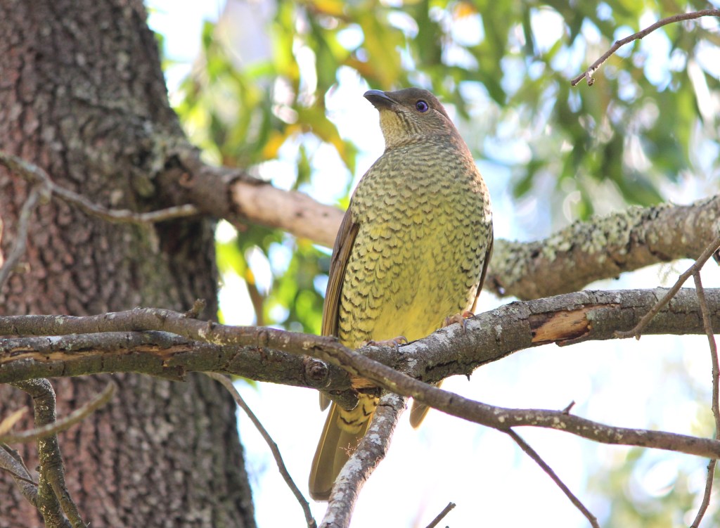female Satin Bowerbird Buchan, East Gippsland by Janine Duffy