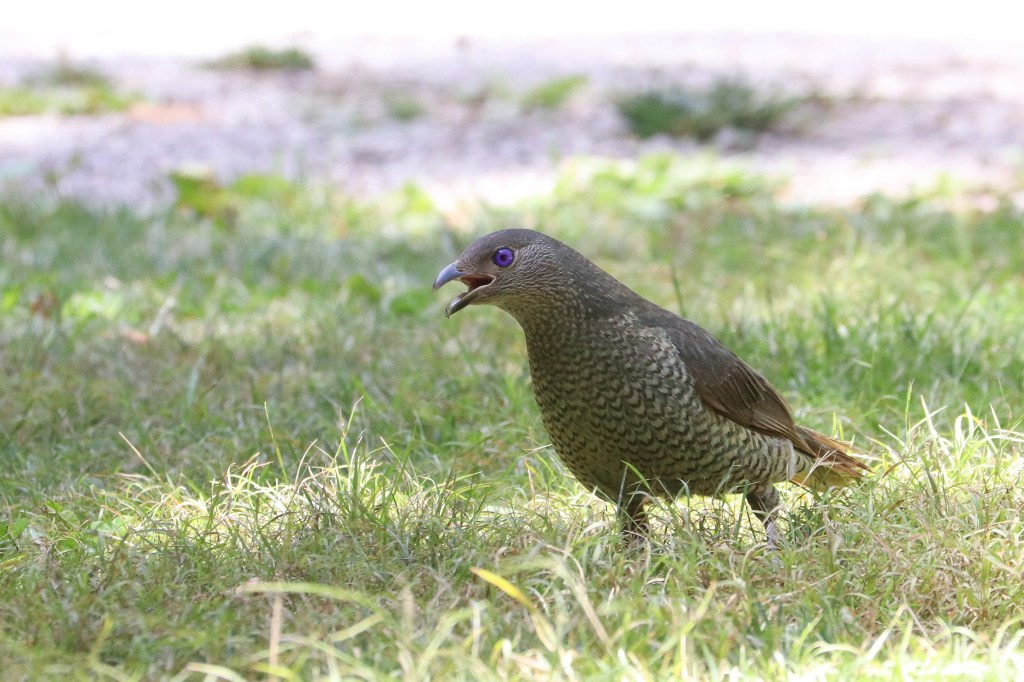 Satin Bowerbird, Buchan, by James Cornelius