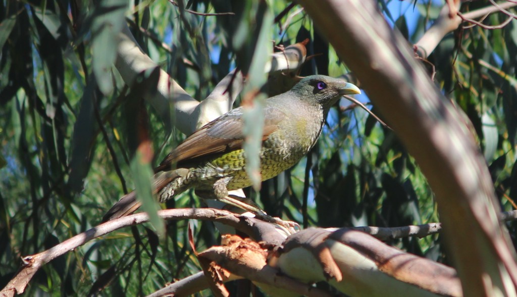 Satin Bowerbird immature male East Gippsland Echidna Walkabout
