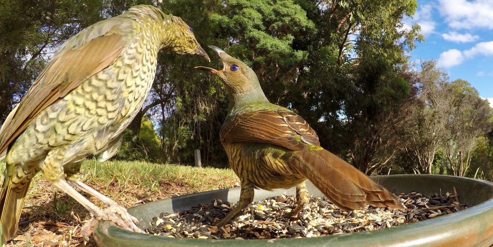 Satin Bowerbird Mallacoota by Caroline Jones