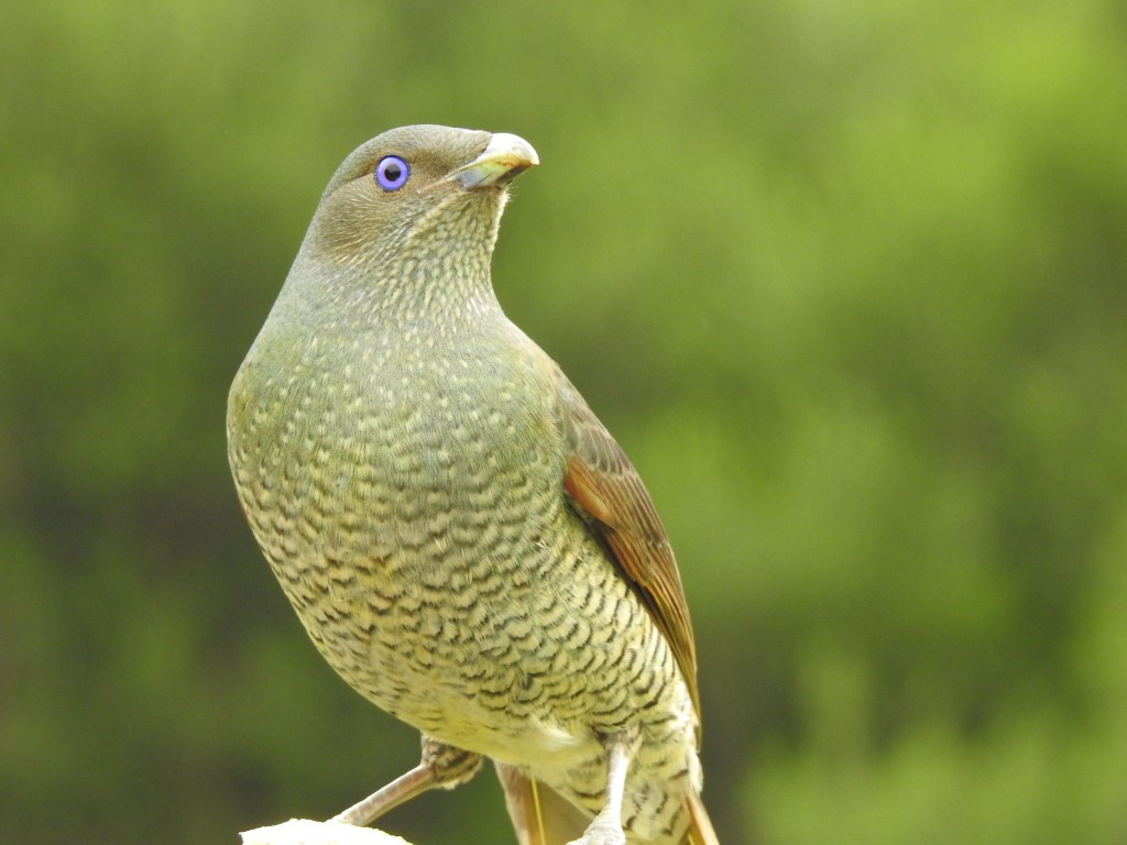 Satin Bowerbird Mallacoota by Caroline Jones 