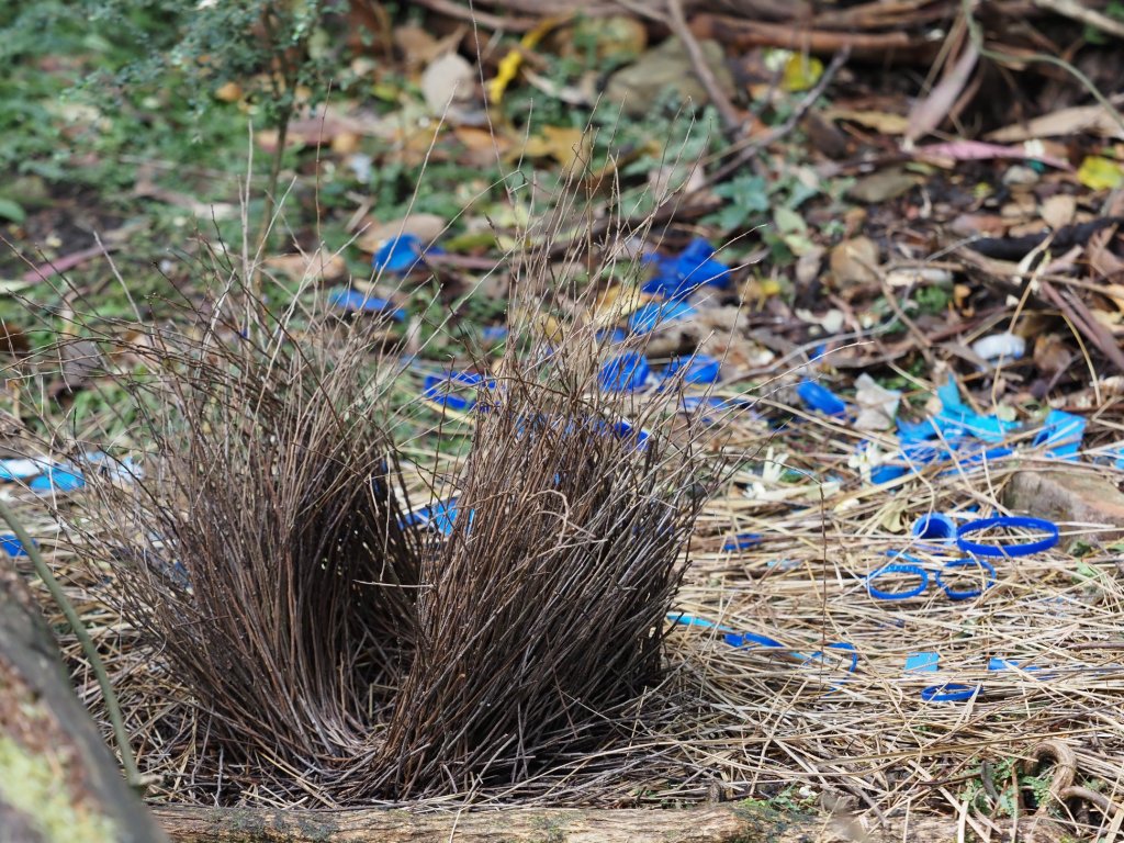 Satin Bowerbird bower Mallacoota by Michael Barnett
