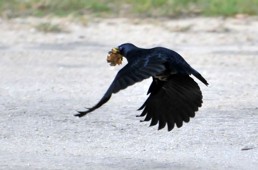 Satin Bowerbird flying Mallacoota by Michael Barnett
