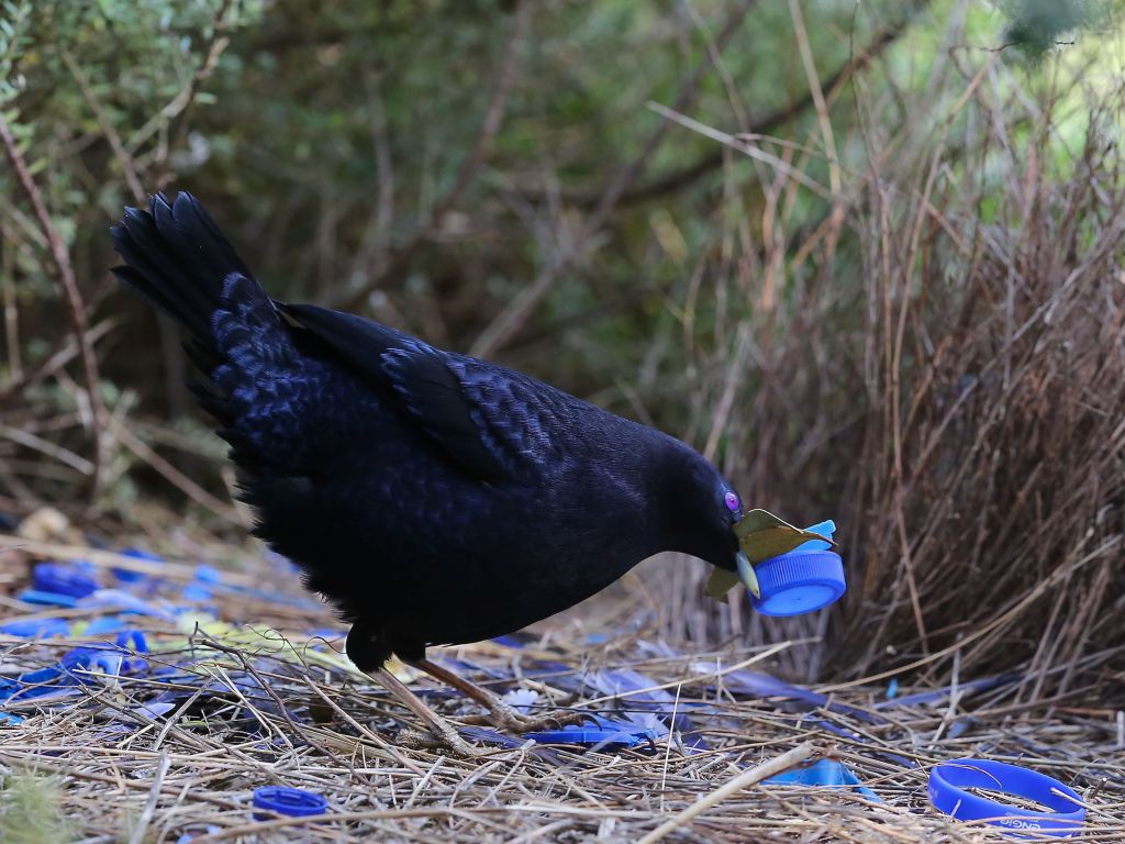 Satin Bowerbird adult male at bower East Gippsland by John Hutchison 
