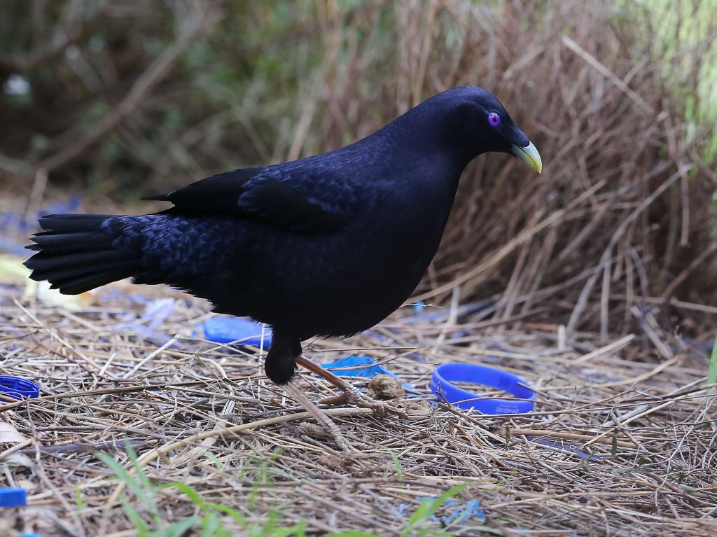 Satin Bowerbird East Gippsland by John Hutchison 