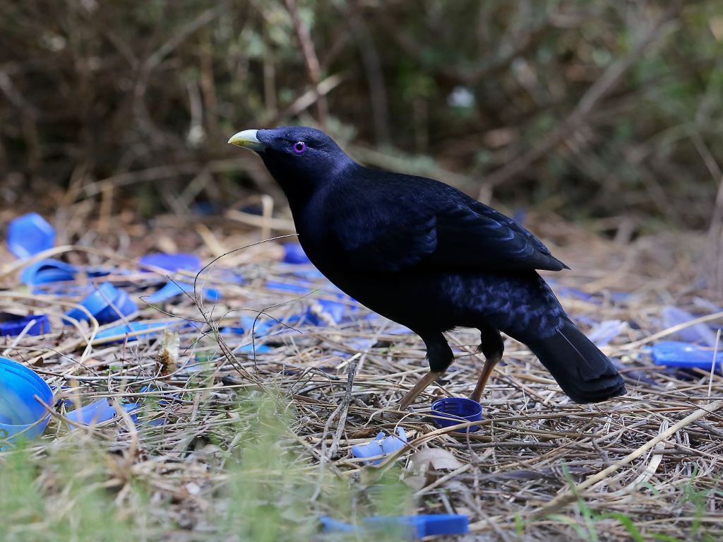 Satin Bowerbird East Gippsland by John Hutchison adult male at bower