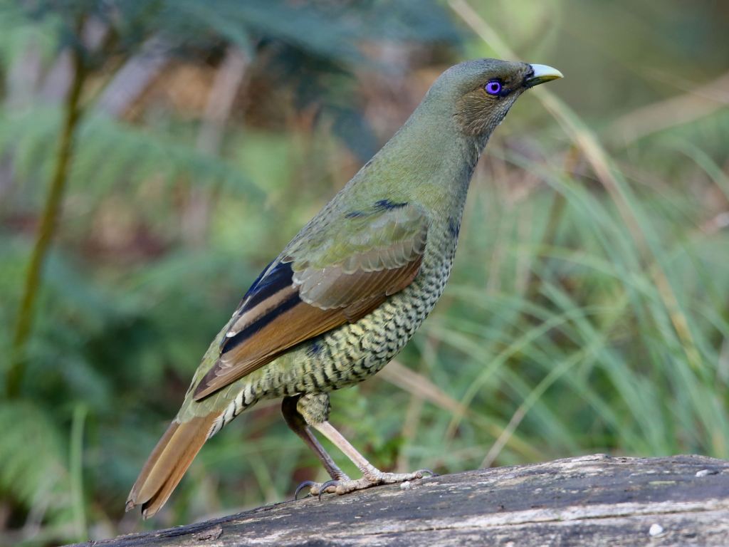 Satin Bowerbird older immature male East Gippsland by John Hutchison 

