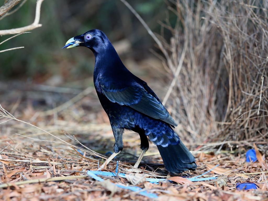Satin Bowerbird East Gippsland by John Hutchison 
