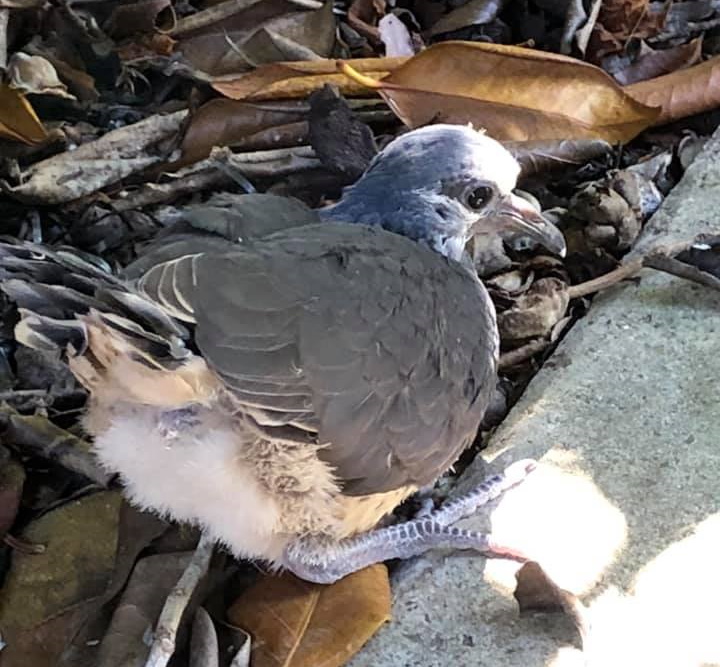 Wonga Pigeon juvenile Mallacoota by Denise Anderson
