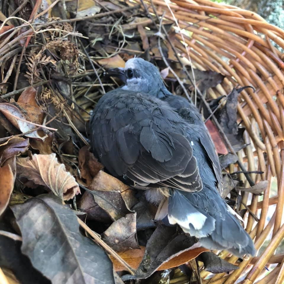 Wonga Pigeon juvenile Mallacoota by Denise Anderson
