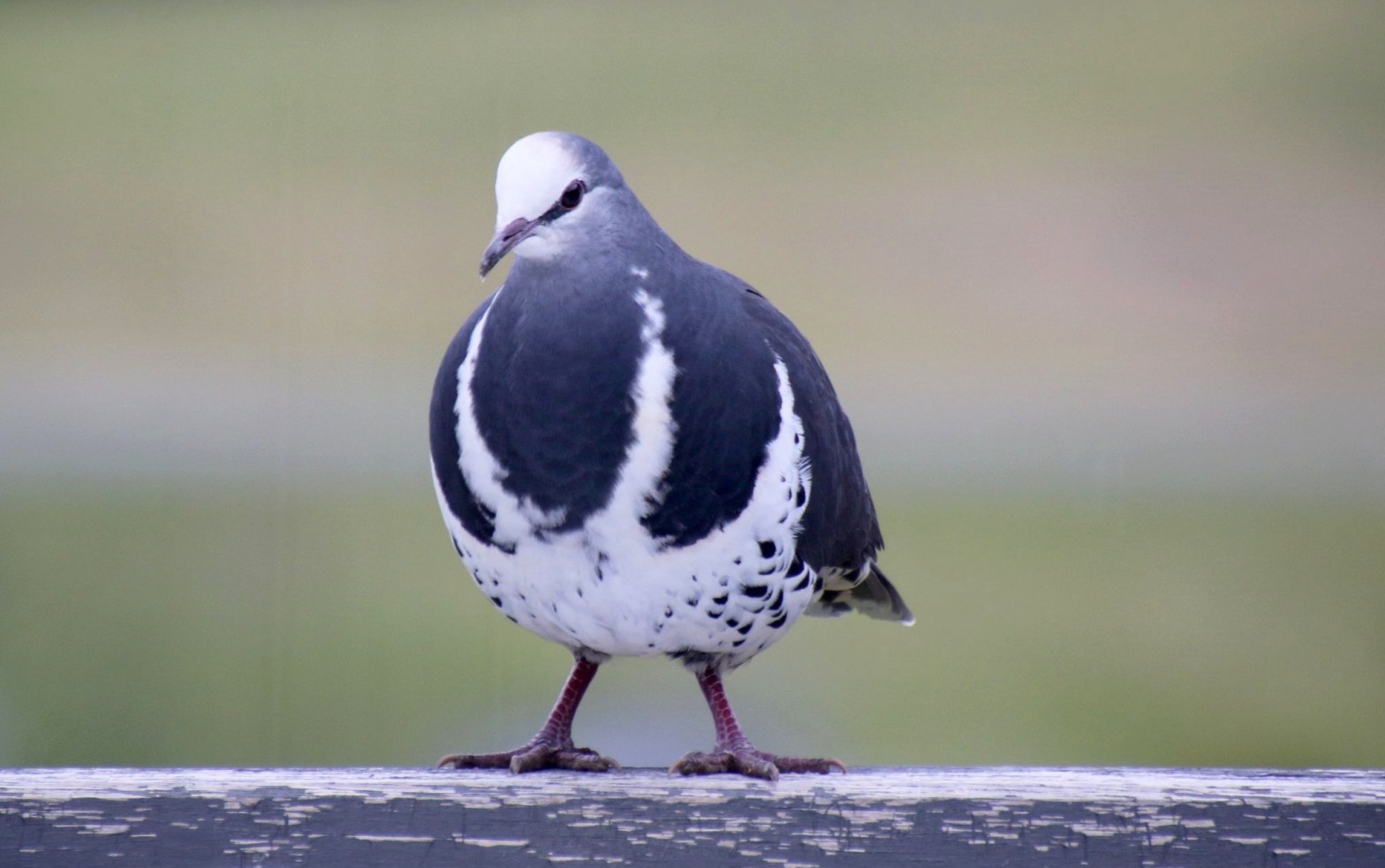 Wonga Pigeon Mallacoota by Caroline Jones
