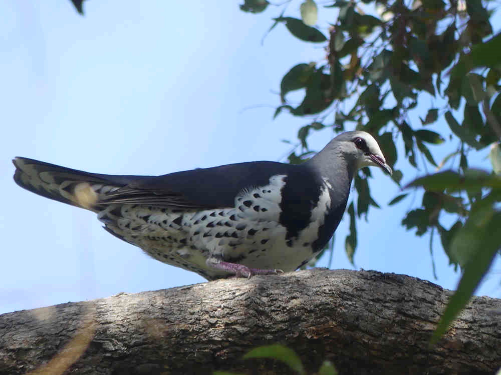 Wonga Pigeon Mallacoota by Martin Butterfield
