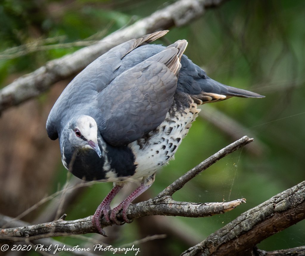 Wonga Pigeon Mallacoota by Phil Johnstone