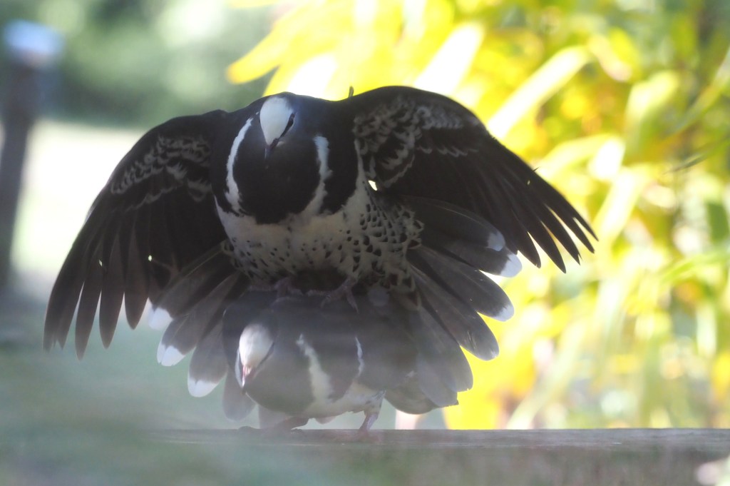 Wonga Pigeon Mallacoota by Michael Barnett