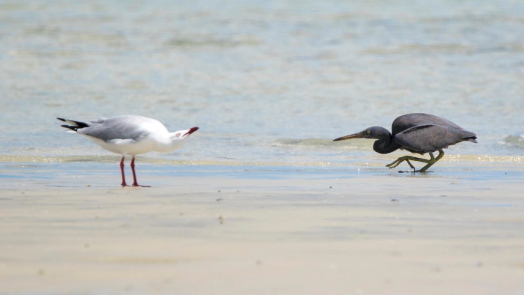 Eastern Reef Egret, Chilli Beach north Qld by Jack Winterbottom