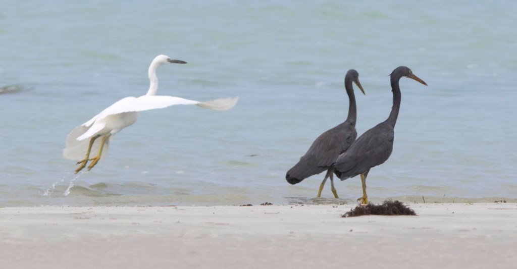 Eastern Reef Egret, Chilli Beach north Qld by Jack Winterbottom