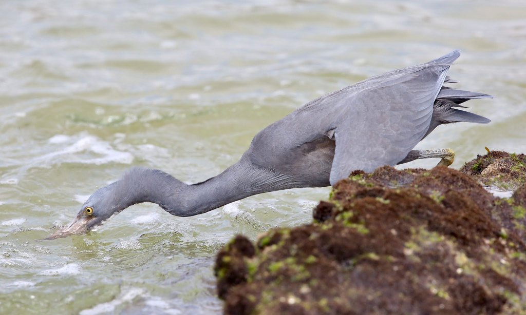 Eastern Reef Egret, NSW by John Hutchison