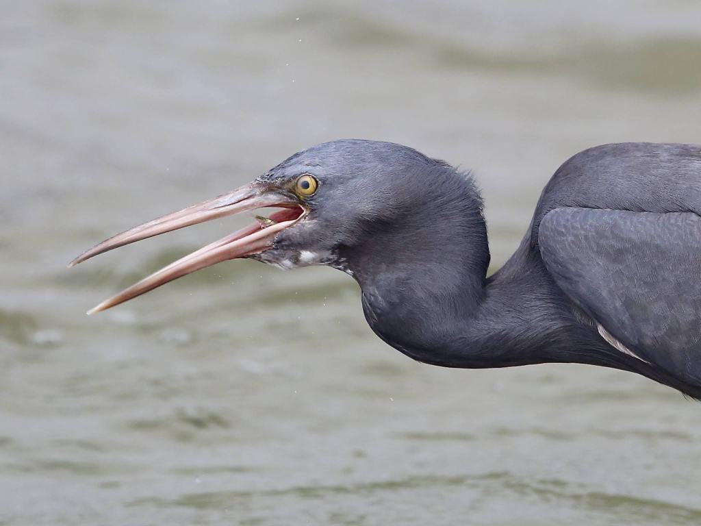 Eastern Reef Egret, NSW by John Hutchison