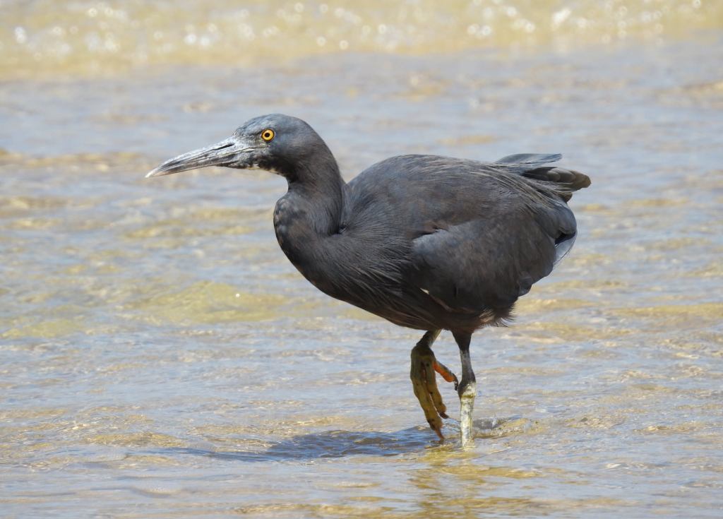 Eastern Reef Egret Mallacoota by Caroline Jones