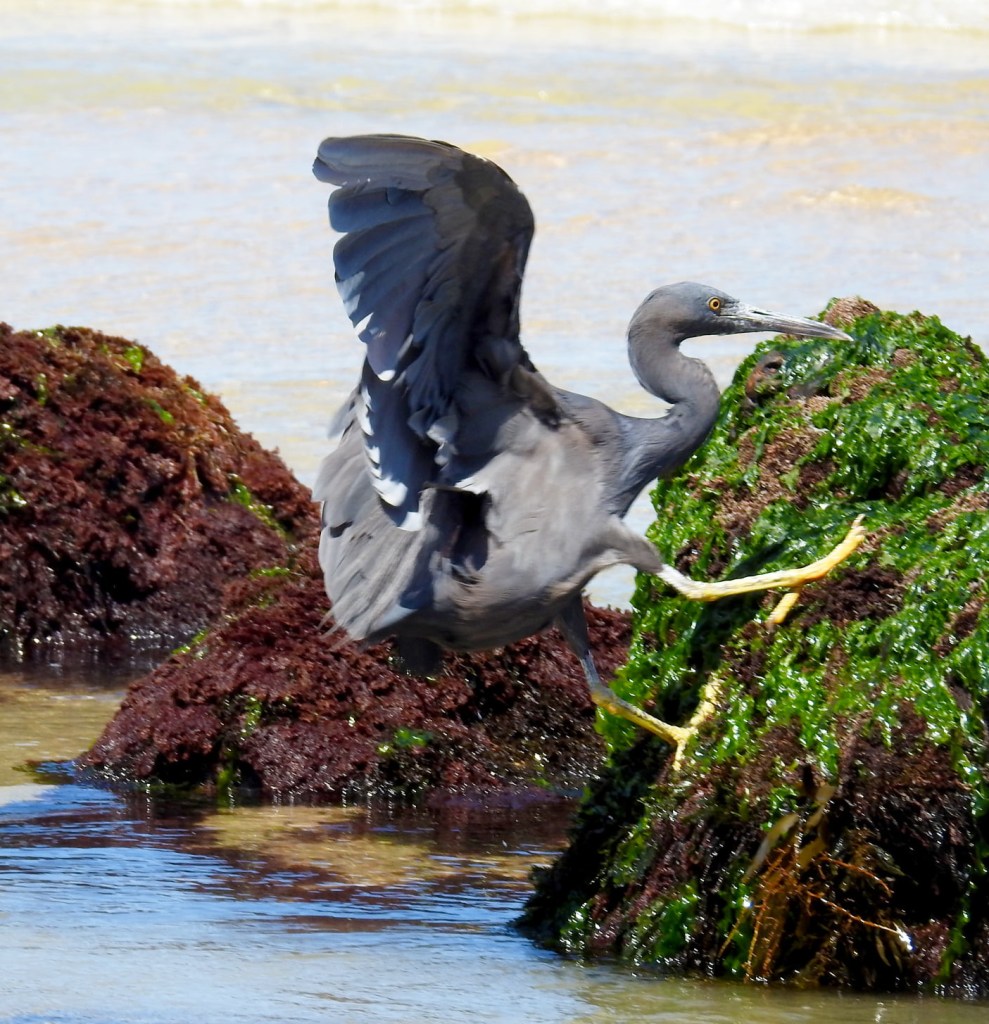Eastern Reef Egret Mallacoota by Caroline Jones