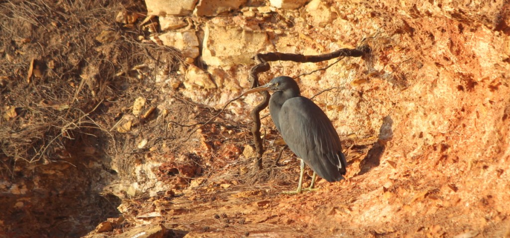 Eastern Reef Egret, Darwin by Janine Duffy