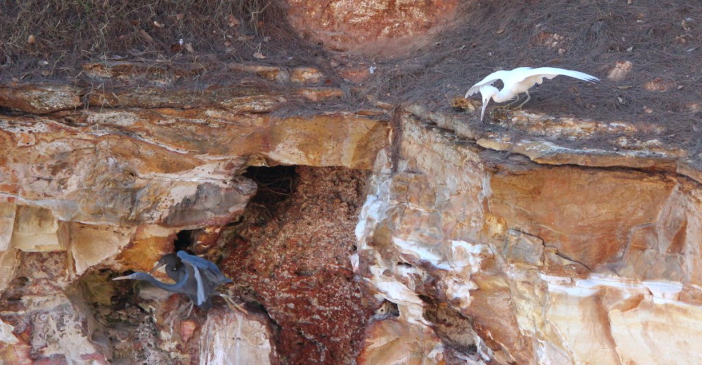 Eastern Reef Egret, Darwin by Janine Duffy