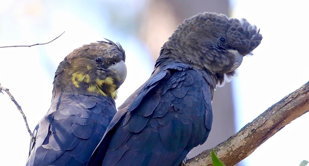 Glossy Black-Cockatoo, Newmerella by John Hutchison