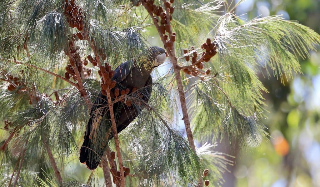 Glossy Black-Cockatoo, Newmerella by John Hutchison