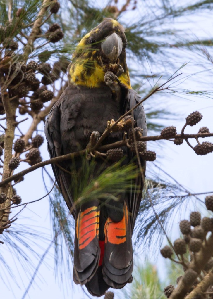 young female Glossy Black-Cockatoo, Genoa Peak by Karen Weil