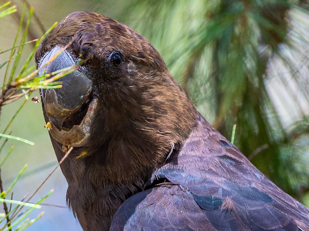 Glossy Black-Cockatoo East Gippsland by Rob Clay