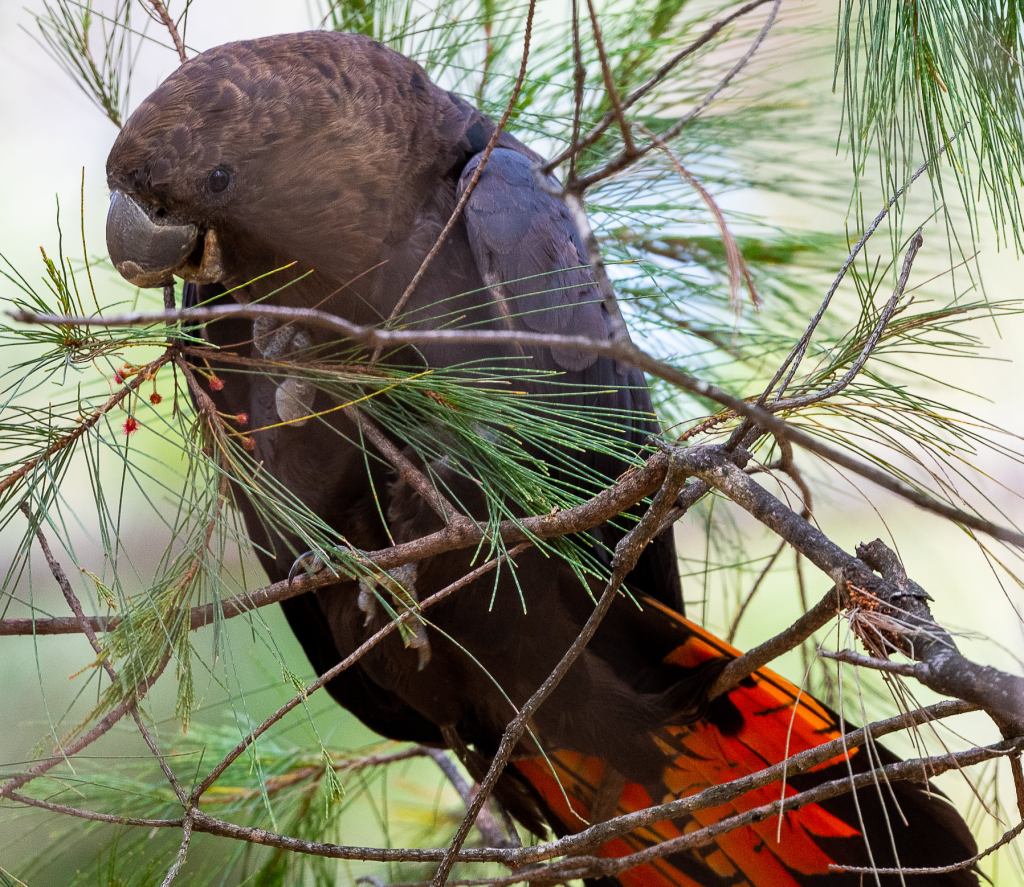 male Glossy Black-Cockatoo East Gippsland by Rob Clay