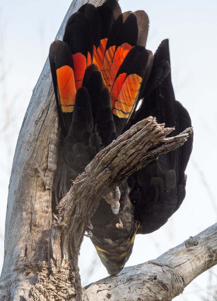 Glossy Black-Cockatoo East Gippsland by Rob Clay