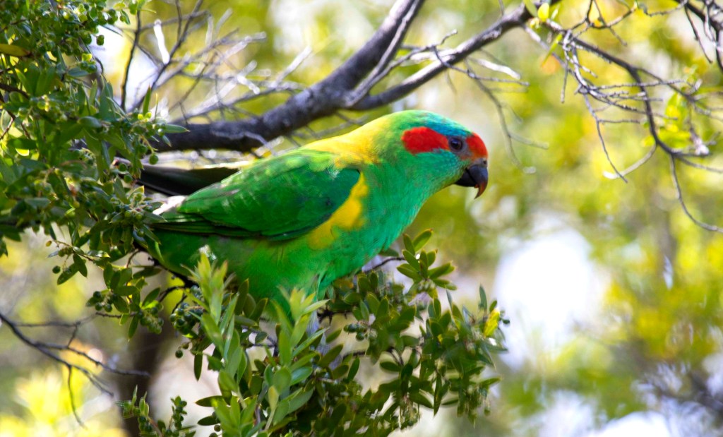 male Musk Lorikeet East Gippsland Echidna Walkabout
