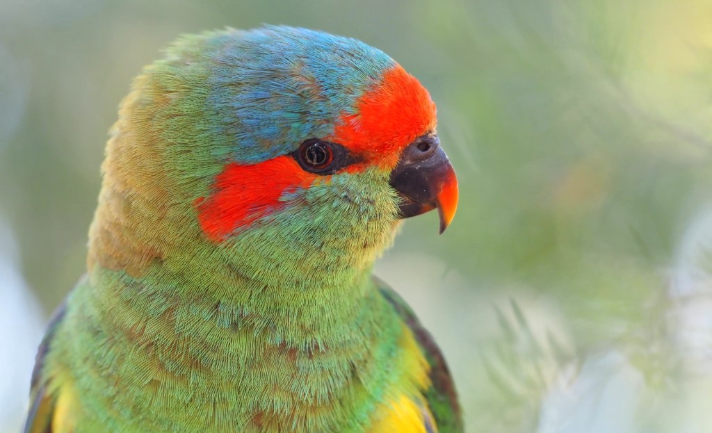 female Musk Lorikeet Ballarat by Michael Barnett
