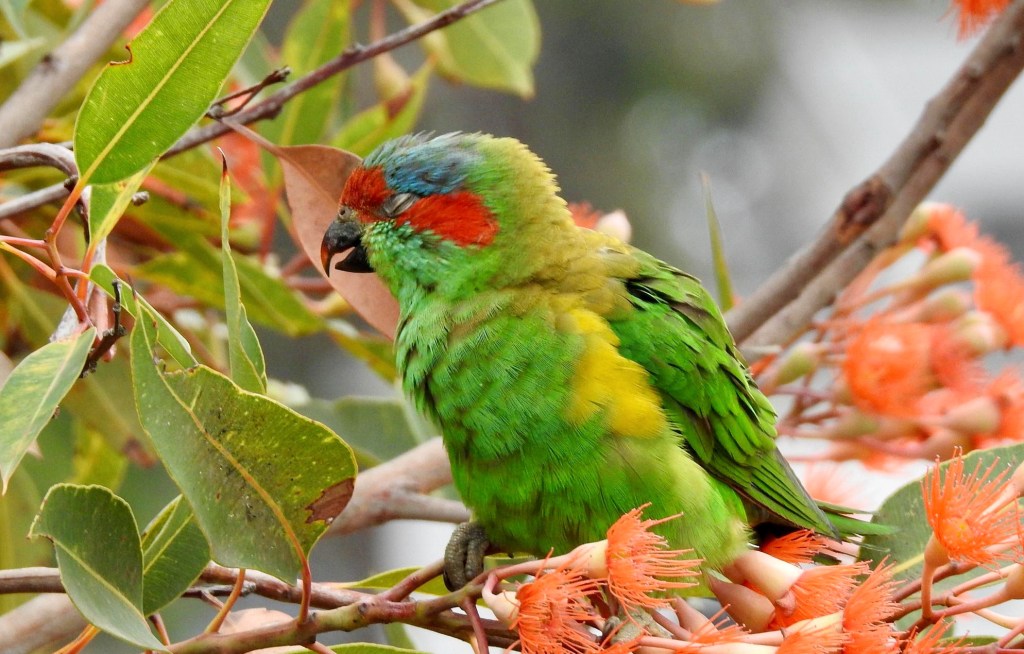 Musk Lorikeet Mallacoota by Caroline Jones