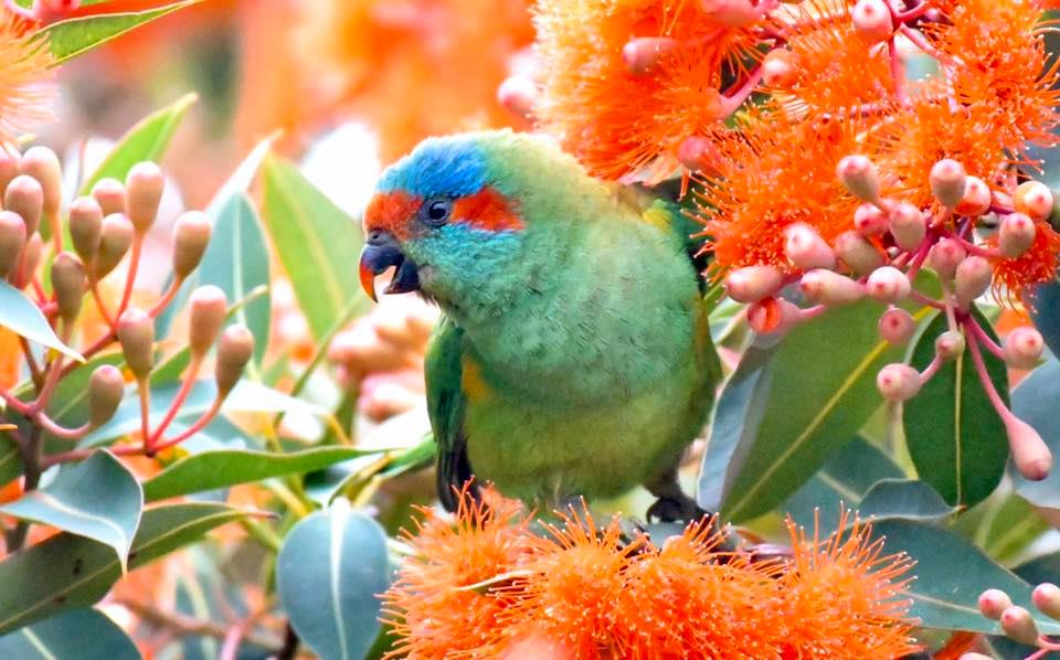male Musk Lorikeet East Gippsland by Rob Clay