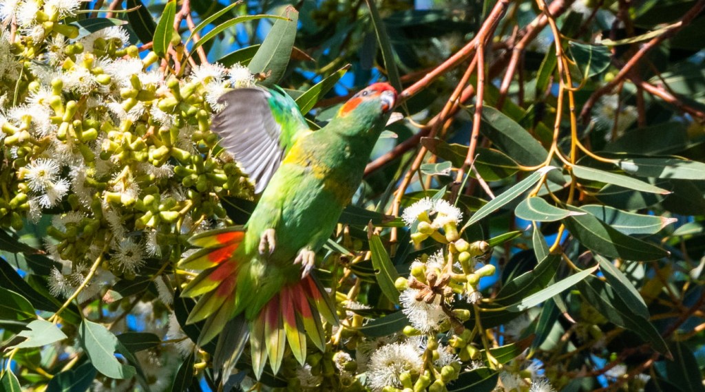juvenile flying Musk Lorikeet East Gippsland by Rob Clay