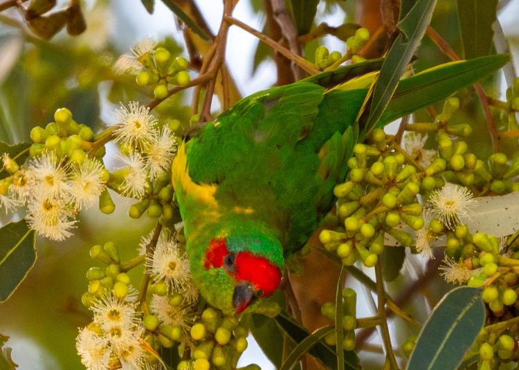 Mallacoota Birds: Musk&nbsp;Lorikeet