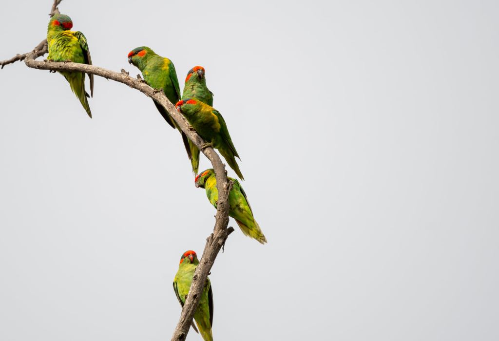 Musk Lorikeets East Gippsland by Rob Clay