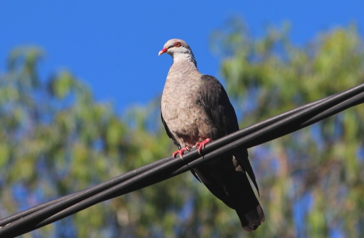 Bird walks & drives at Mallacoota for Birders Big Weekend March&nbsp;2021