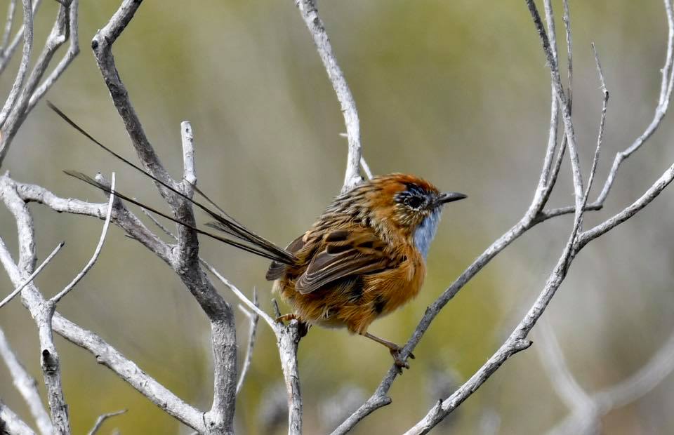 Southern Emu-wren Green Cape NSW Rob Clay
