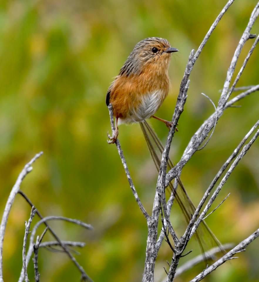female Southern Emu-wren Green Cape Rob Clay