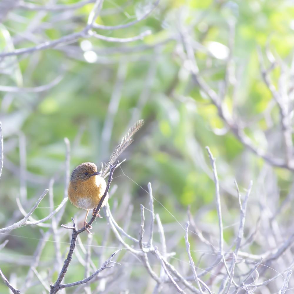 Southern Emu-wren female Mallacoota Jess Waaleboer