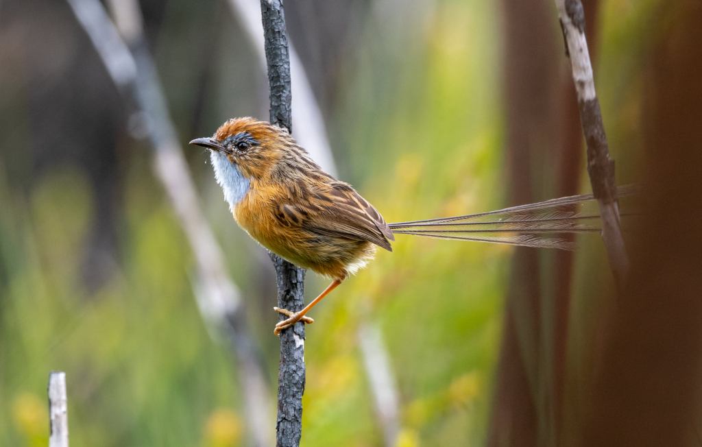 male Southern Emu-wren Cape Conran Rob Clay