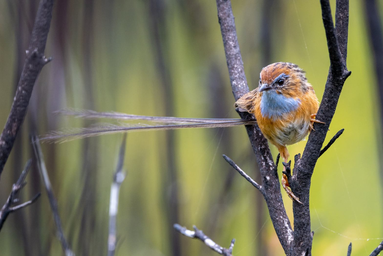 Southern Emu-wren Cape Conran Rob Clay